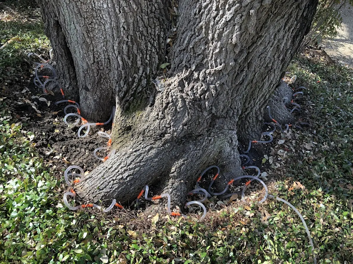 Detailed Tree Cabling and Bracing job site in Taswell