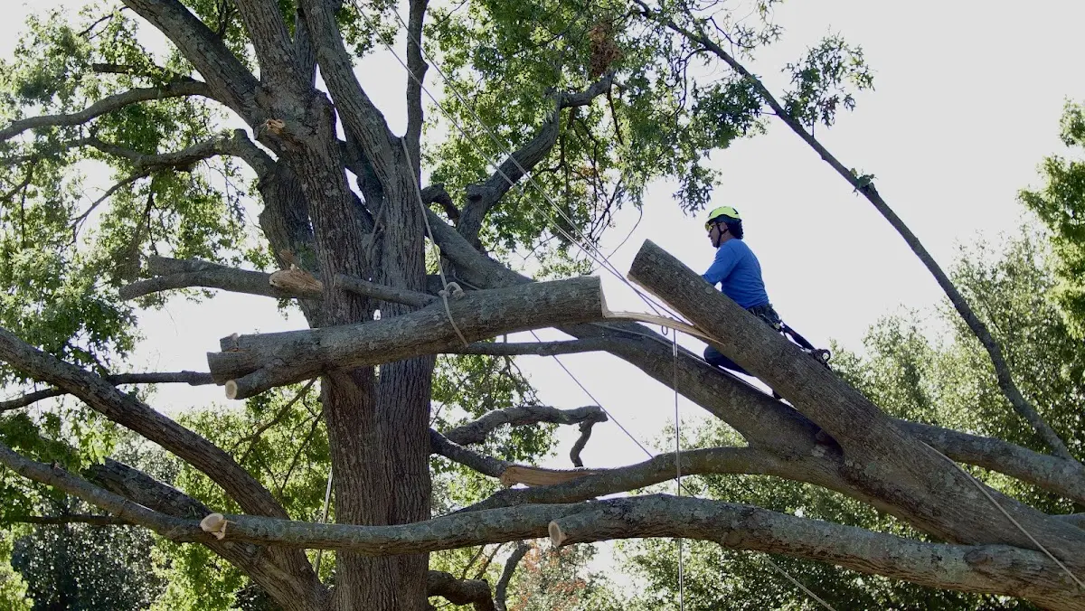 Professional Crown Thinning performed by certified arborists in Taswell