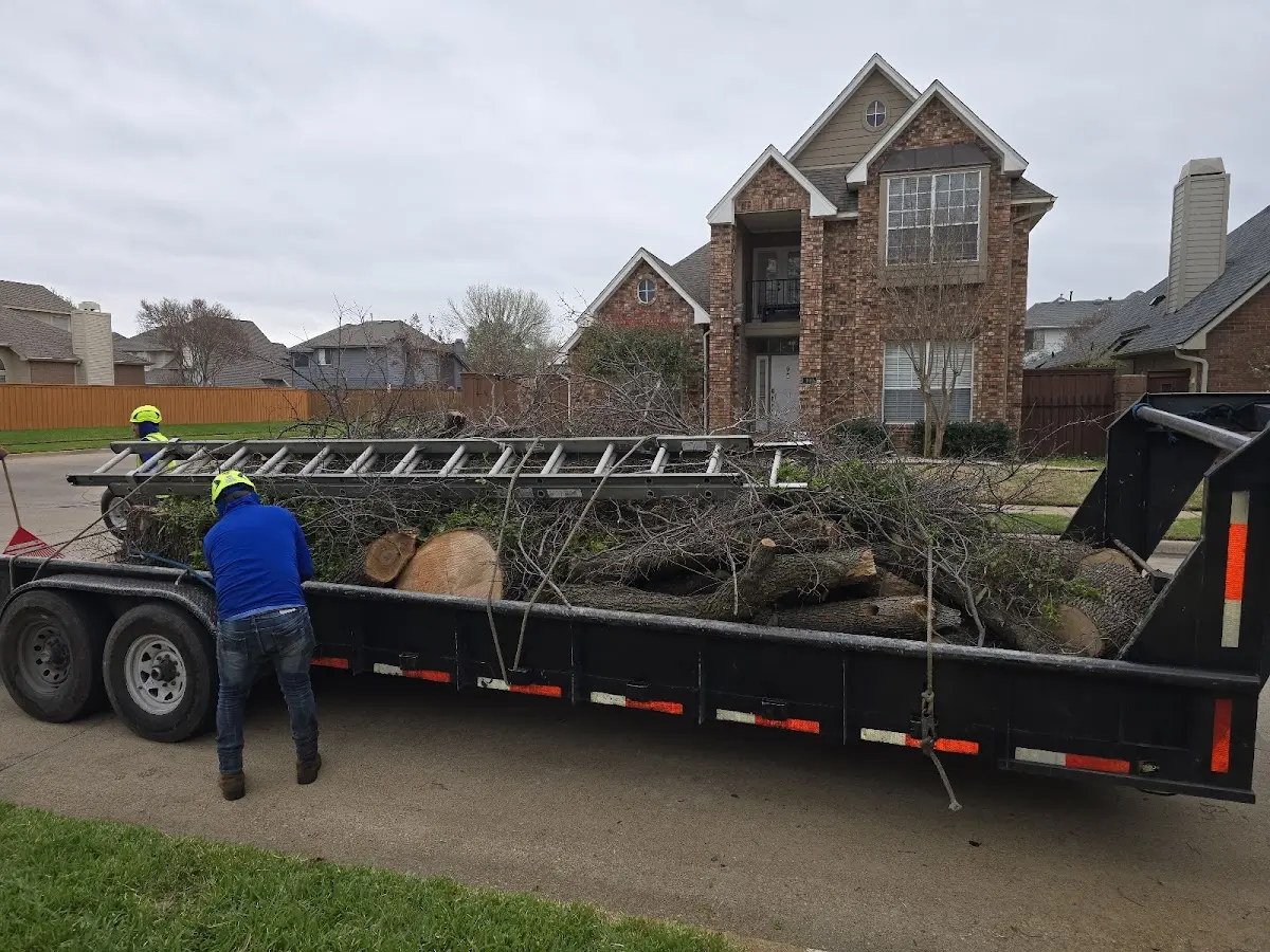 Expert Tree Removal with proper safety equipment in Taswell